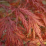 Acer palmatum 'Garnet'.png